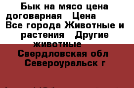 Бык на мясо цена договарная › Цена ­ 300 - Все города Животные и растения » Другие животные   . Свердловская обл.,Североуральск г.